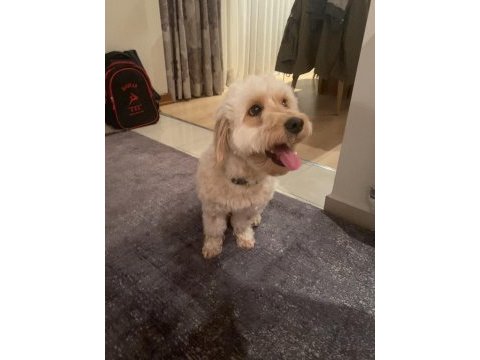 Maltipoo kızım 1.5 yaşında