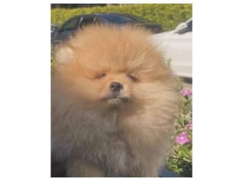 Pomeranian yavrularımız
