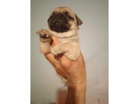 Pug mops yavrularımız