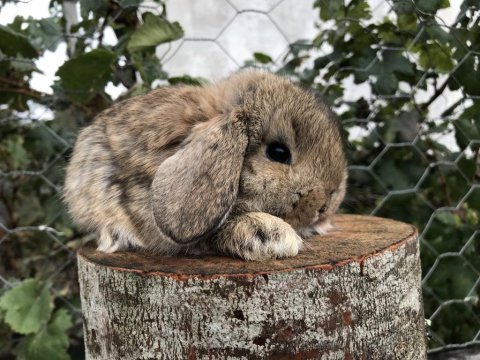 Mini lop tavşanı bebeklerimiz