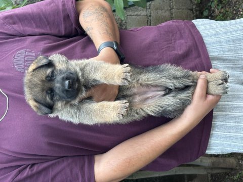 A kalite alman çoban köpeği yavruları