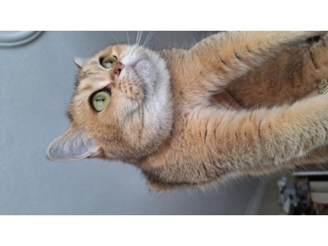 4 yaşında kısır dişi kedimi sahiplendiriyorum