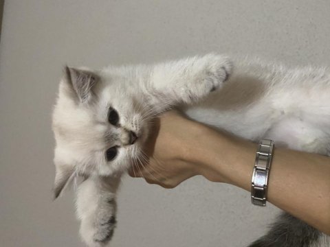 3 erkek yavru british shorthair bursa