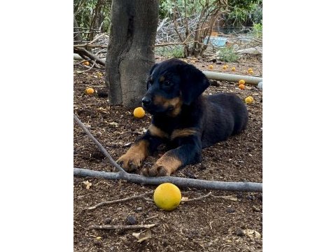 Son 3 adet dişi yavru rottweiler