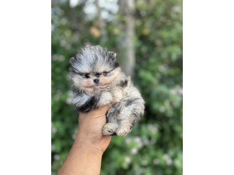 Merle pomeranian boo