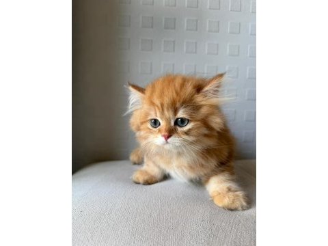 Üreticiden british longhair ve shorthair yavrular