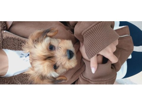 Terrier yavrusu