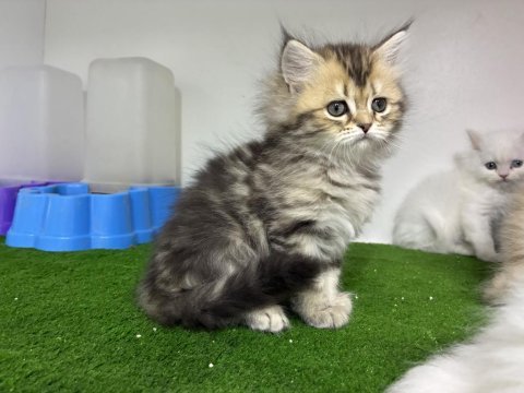 British golden longhair