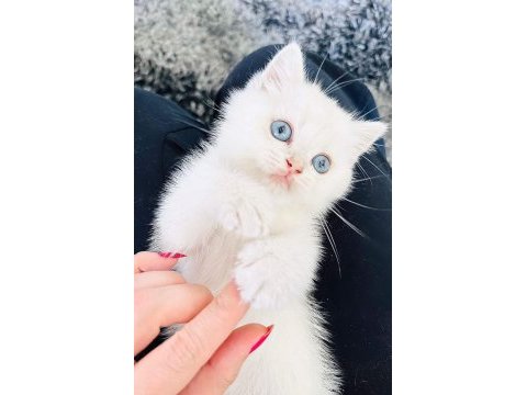 Yeni yuvalarına gitmeye hazır british shorthair kediler