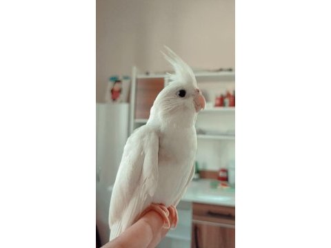 Sultan papağanı çok uyguna (konuşuyor)