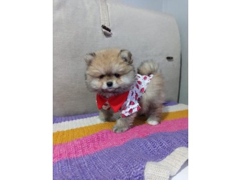 Orjinal pomeranian boo köpeği