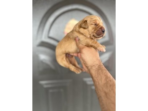 Golden retriever bebekler