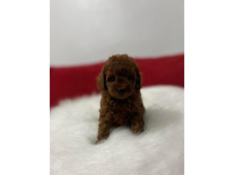 Red brown toy poodle micro boy