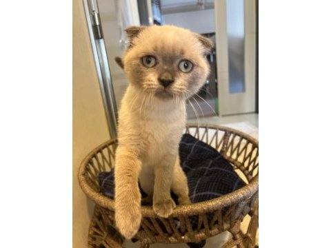 Scottish fold fotoğraflardaki her şey verilecektir