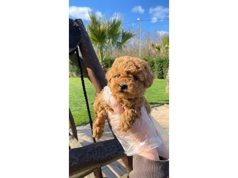Oyuncak ayıcık görünümlü red poodle yavrularımız