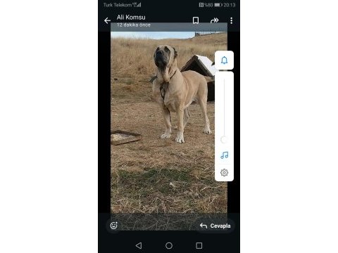Kangal köpeğimiz