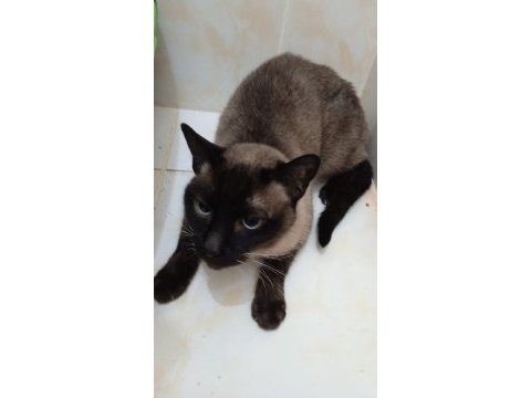 Dişi siyam kedisi uygun