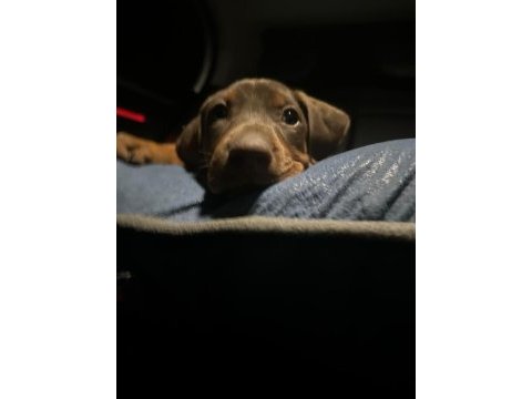 50 günlük kızıl erkek doberman scrli