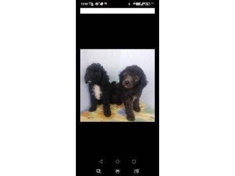 Evde bakılabilecek tek ırk toy poodledir