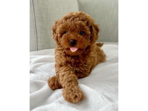 Poodle bebekler
