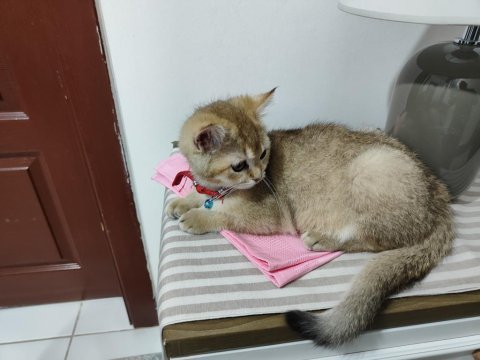 Tamamen sağlıklı 2 güzel scottish fold