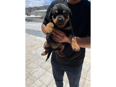 Rottweiler yavrularımız yeni yuvasını arıyor