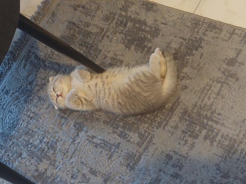 Scottish fold dişi 4 aylık