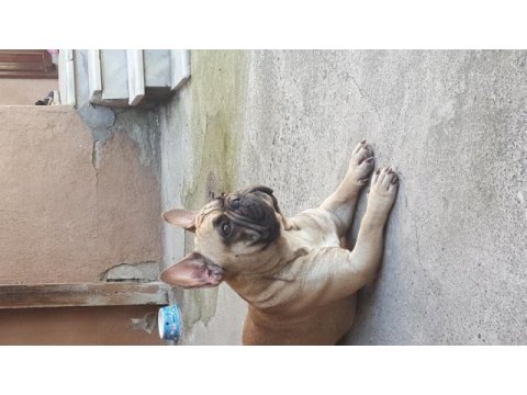 1,5 yaşında french bulldog erkek