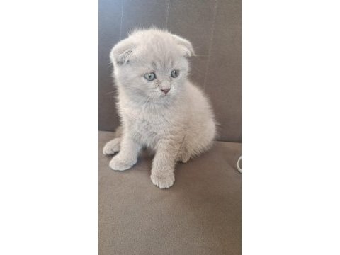 Yav2,5 aylık kedimiz