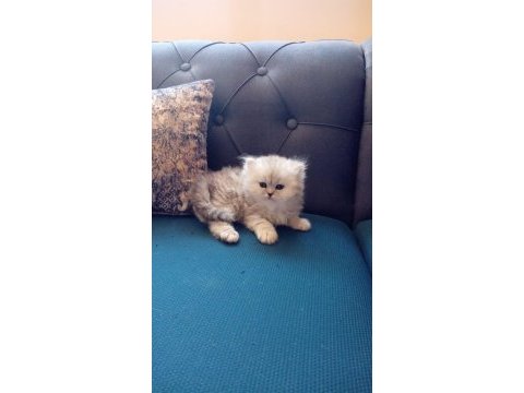 Safkan chinchilla yavrularımız için iletişime geçebilirsiniz