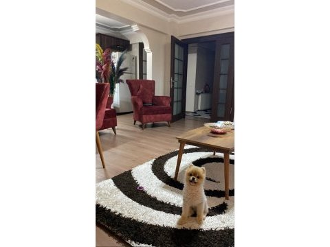 Black scin çok tatlı pomeranian yavrumuz verilecektir