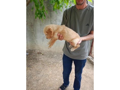 Dişi 43 günlük golden retriever
