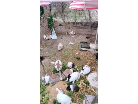 Damızlık tavşan