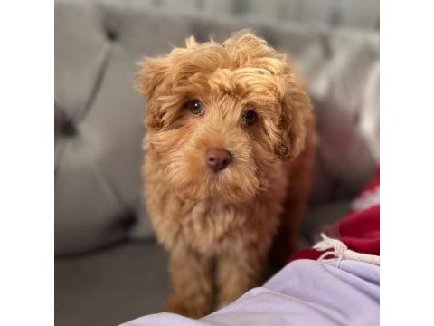 3 aylık maltipoo yavru