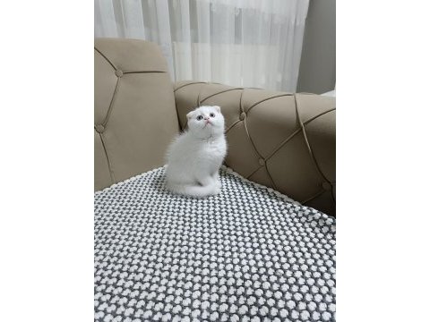 Scottish fold kar beyaz