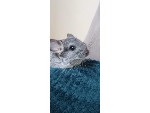 Çinçila (chinchilla)