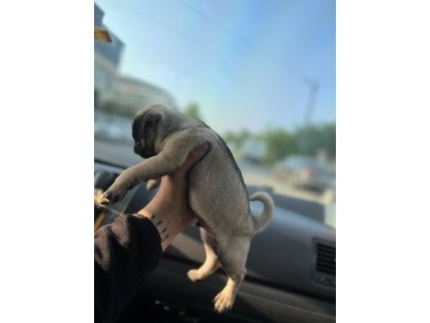 Krem pug mops