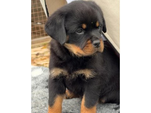 Türkiyenin en güvenilir çiftliğinden rottweiler