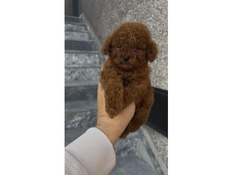 Orjinal poodle yavrular