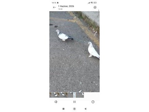 Acil satılık güvercin