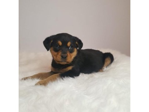 Rottweiler kızımız