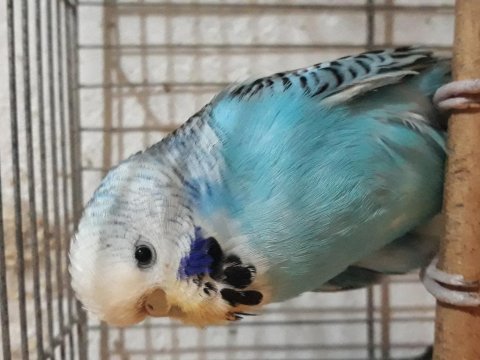 Tecrübeli dişi muhabbet kuşu