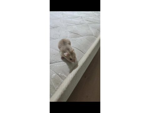Alanya son hamster