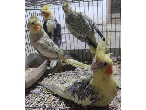 Mükemmel sultan papaganlarımız yeni sahiplerini arıyor