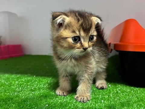 Scottish fold golden ny11