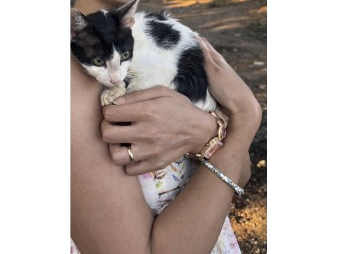 Üç aylık smokin kedimiz yuva aranıyor