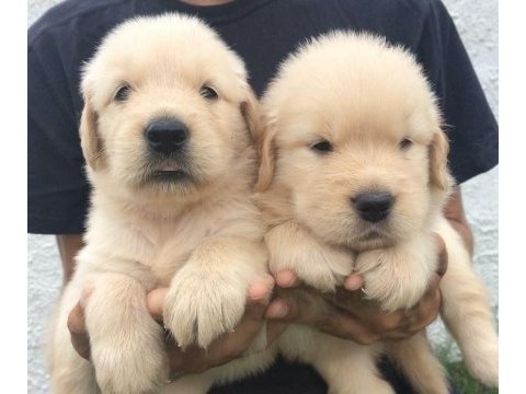 Akıl küpü golden retriever yavruları