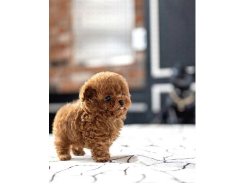 Sevgiyle büyütülmüş aşılı toy poodle yavrular