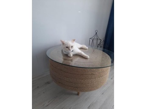 British longhair oğluma eş arıyoruz