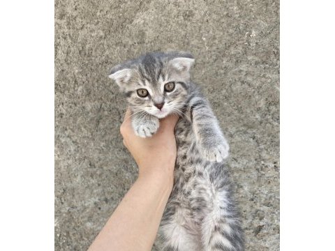 Scottish fold çocuklar yuva arıyor